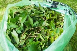 Green Waste Sorting